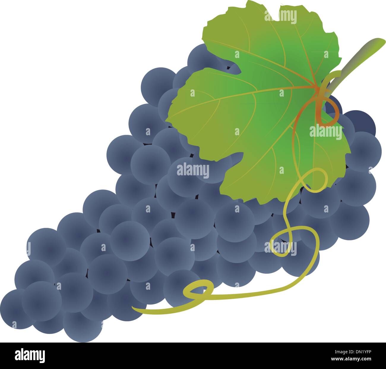 Uva nera Illustrazione Vettoriale