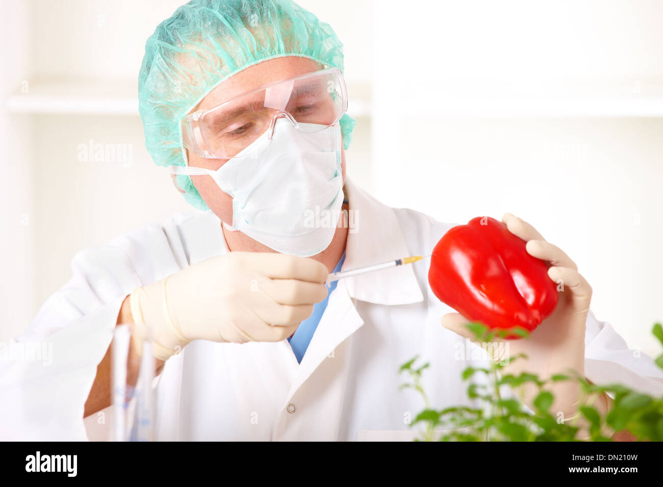 Ricercatore tenendo premuto fino a vegetali OGM Foto Stock