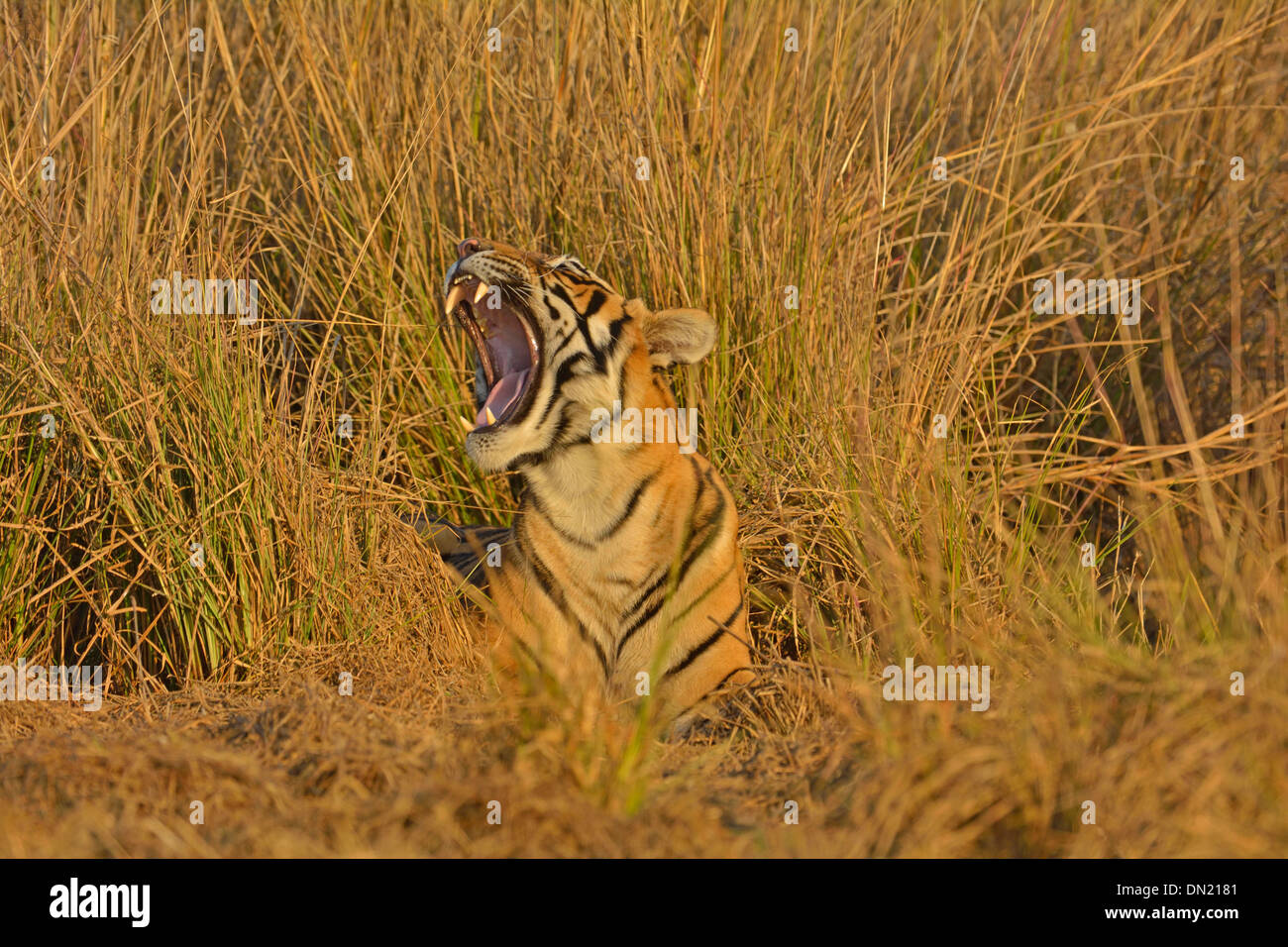 Tiger nelle praterie di Ranthambhore Foto Stock