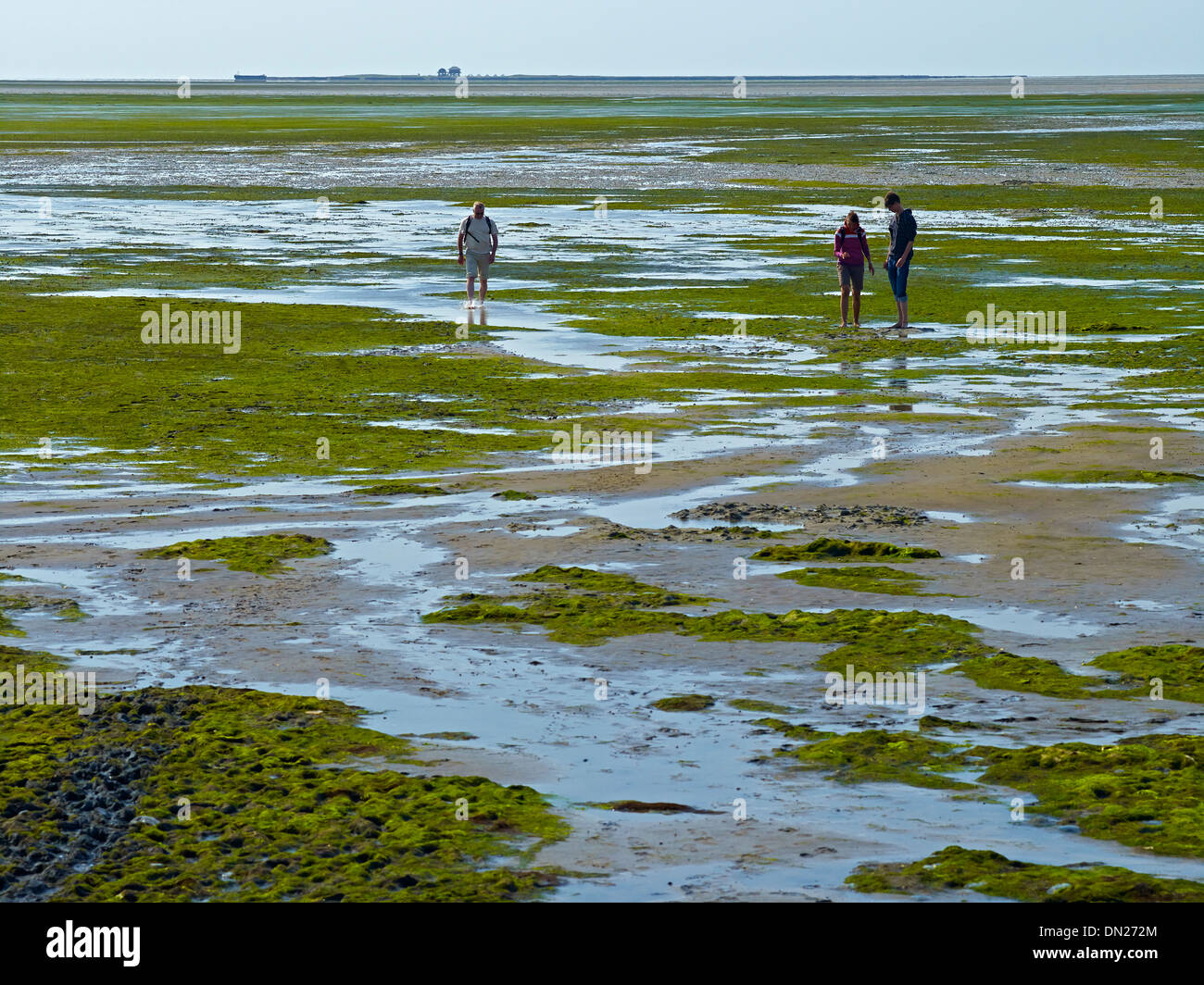 Mudflat gli escursionisti a Hooge, Frisia settentrionale, Schleswig-Holstein, Germania Foto Stock