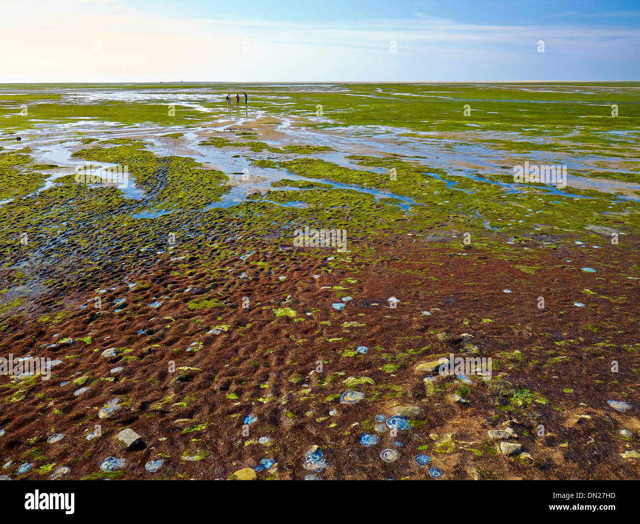 Frisone Settentrionali del mare di Wadden, Hooge, Frisia settentrionale, Schleswig-Holstein, Germania Foto Stock