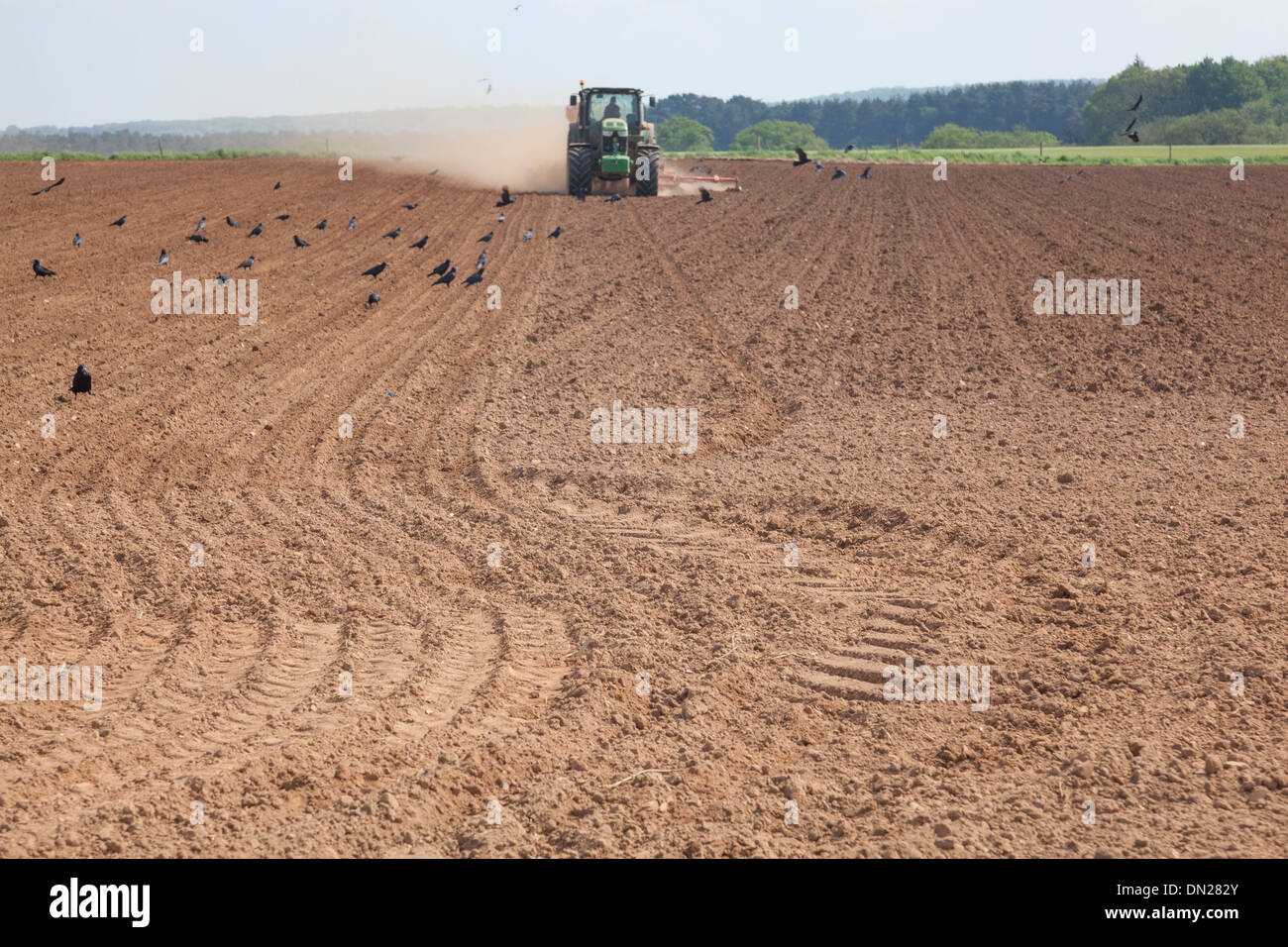 Terreno polveroso vola da ruote e attrezzature come un trattore trapani seme in un campo, mentre rooks cercano di feed sui ricavi. Foto Stock
