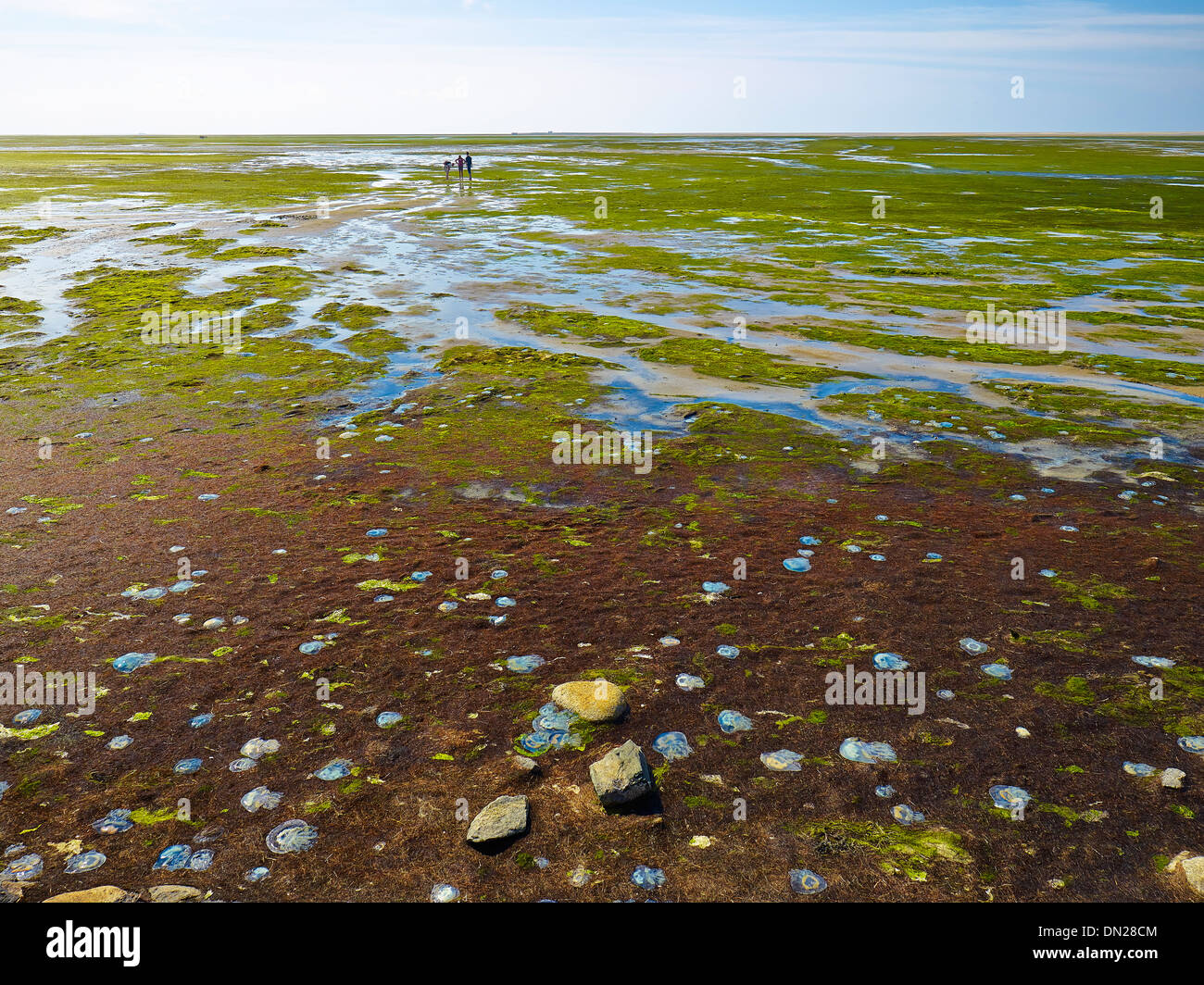 Mudflat gli escursionisti a Hooge, Frisia settentrionale, Schleswig-Holstein, Germania Foto Stock