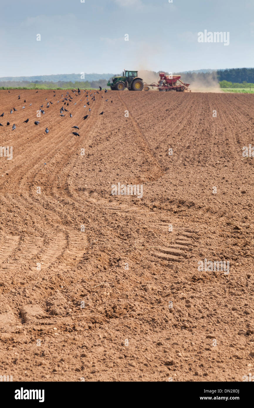 Terreno polveroso vola da ruote e attrezzature come un trattore trapani seme in un campo, mentre rooks cercano di feed sui ricavi. Foto Stock