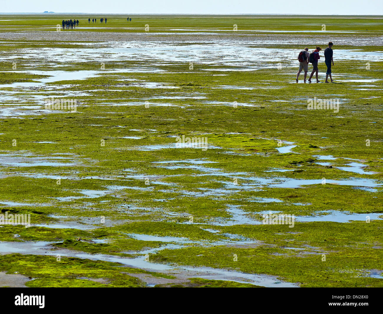Mudflat gli escursionisti a Hooge, Frisia settentrionale, Schleswig-Holstein, Germania Foto Stock