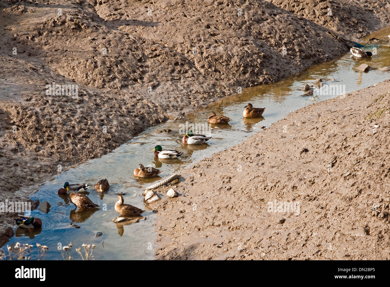 Le anatre domestiche (Anas platyrhynchos) crogiolarvi al sole in un torrente-letto a Wardley's Creek, Fiume Wyre, Lancashire Foto Stock