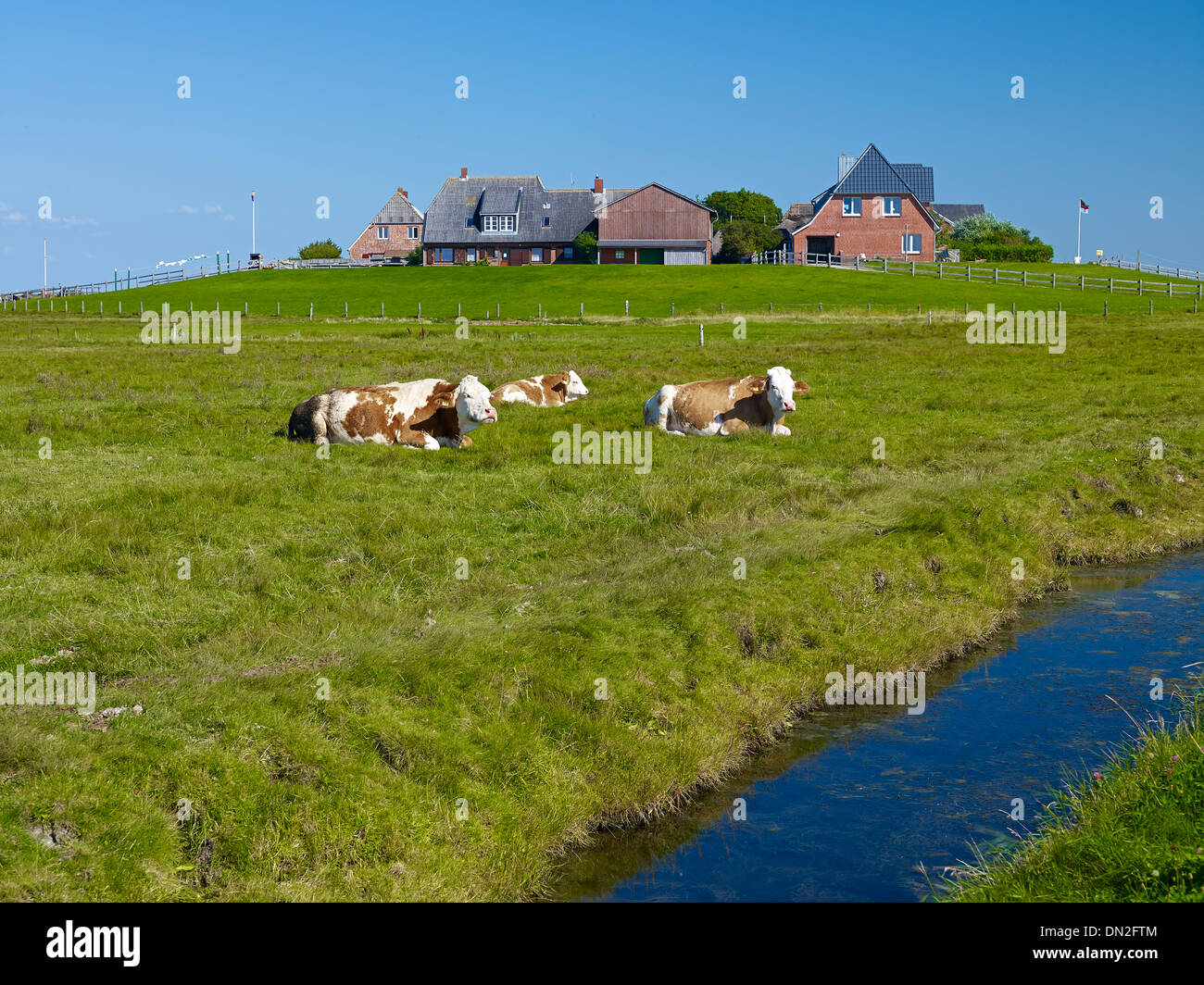Ockelützwarft su Hooge, Frisia settentrionale, Schleswig-Holstein, Germania Foto Stock