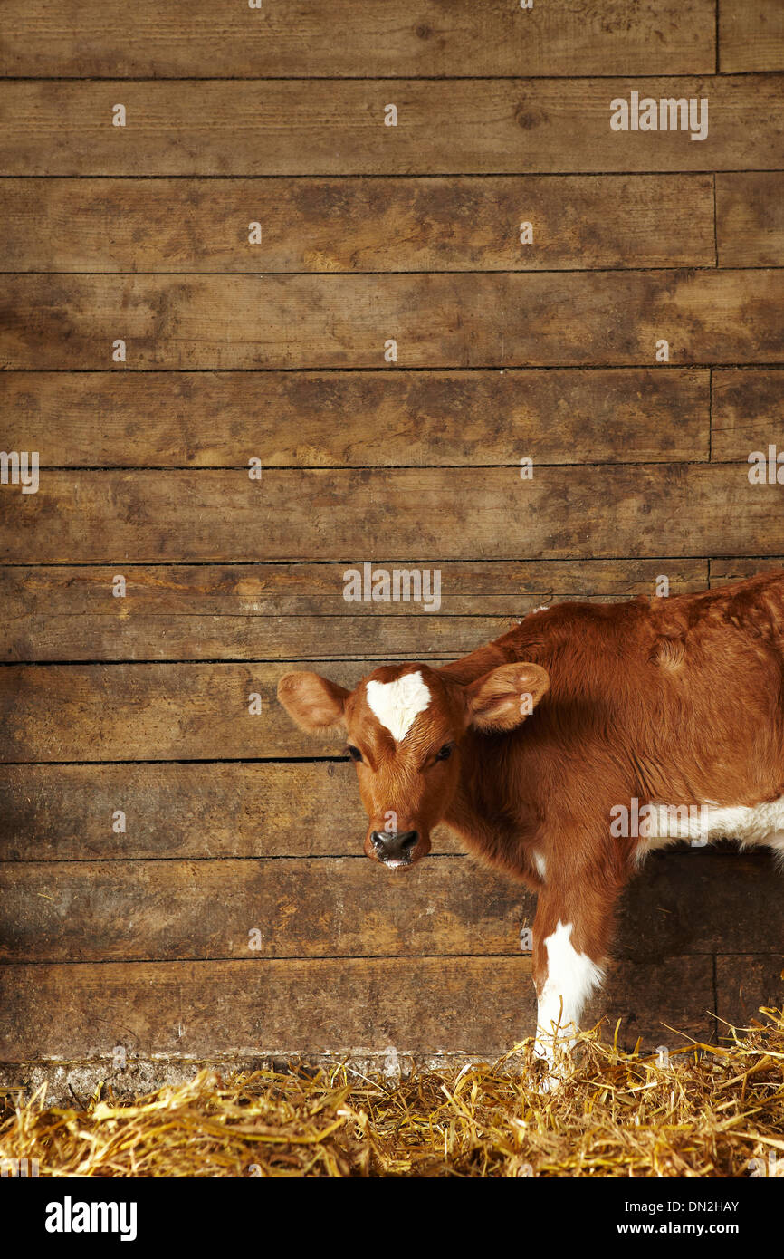 Vacca di vitello nel fienile Foto Stock