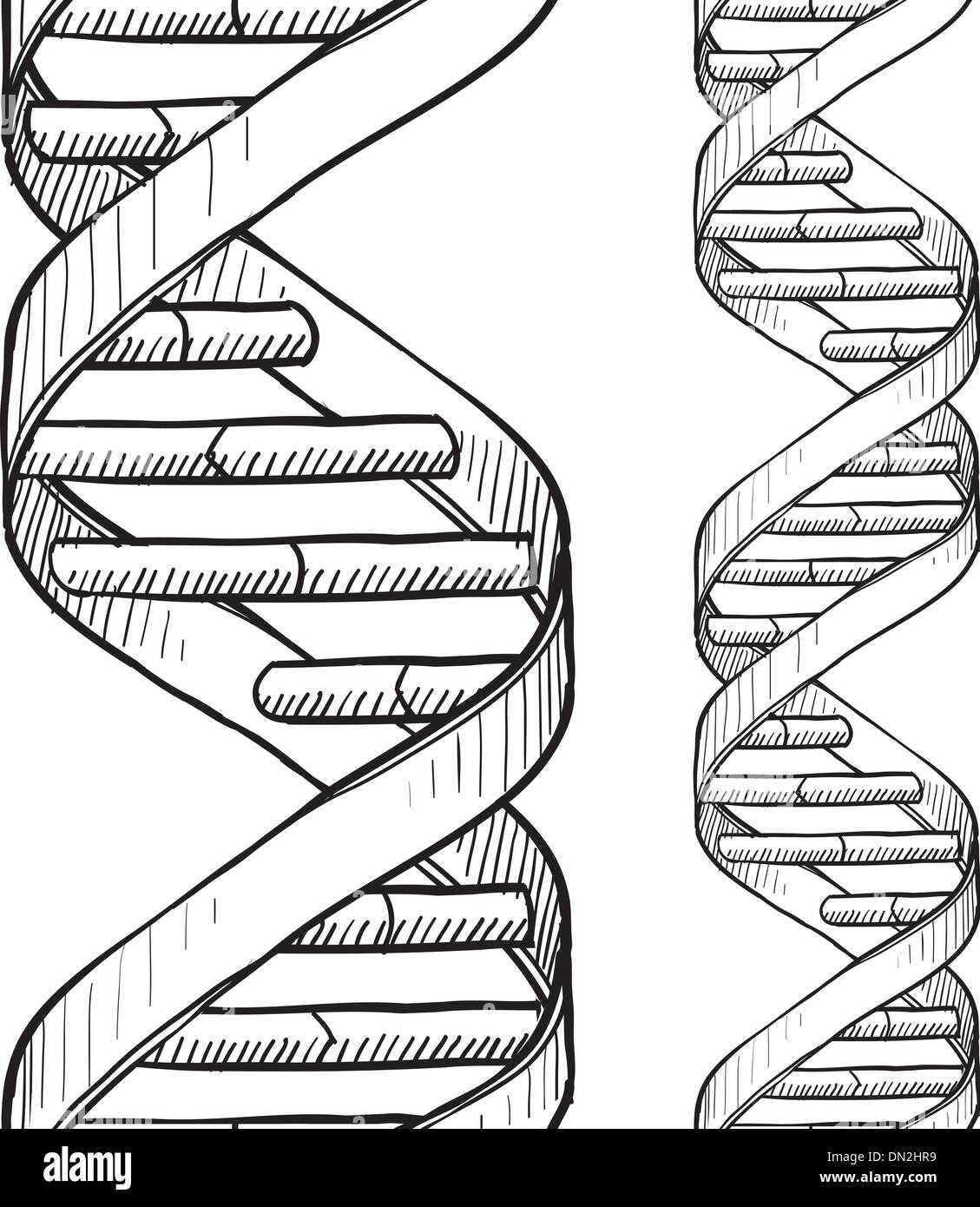 Perfetta la doppia elica del DNA sketch Illustrazione Vettoriale