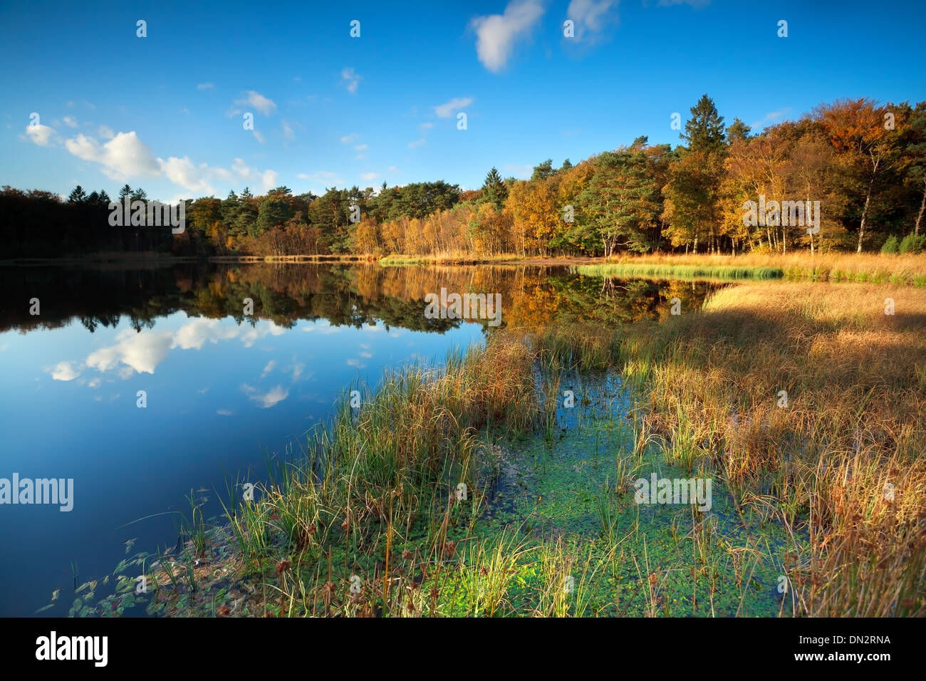 Piccolo lago in autunno la foresta, Roden, Drenthe, Paesi Bassi Foto Stock