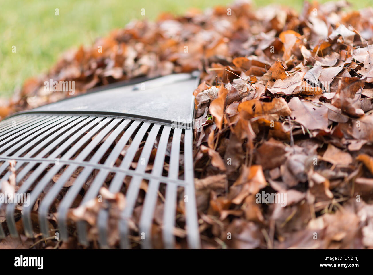 Plastica nero foglia rastrello su una pila di marrone Foglie di autunno Foto Stock