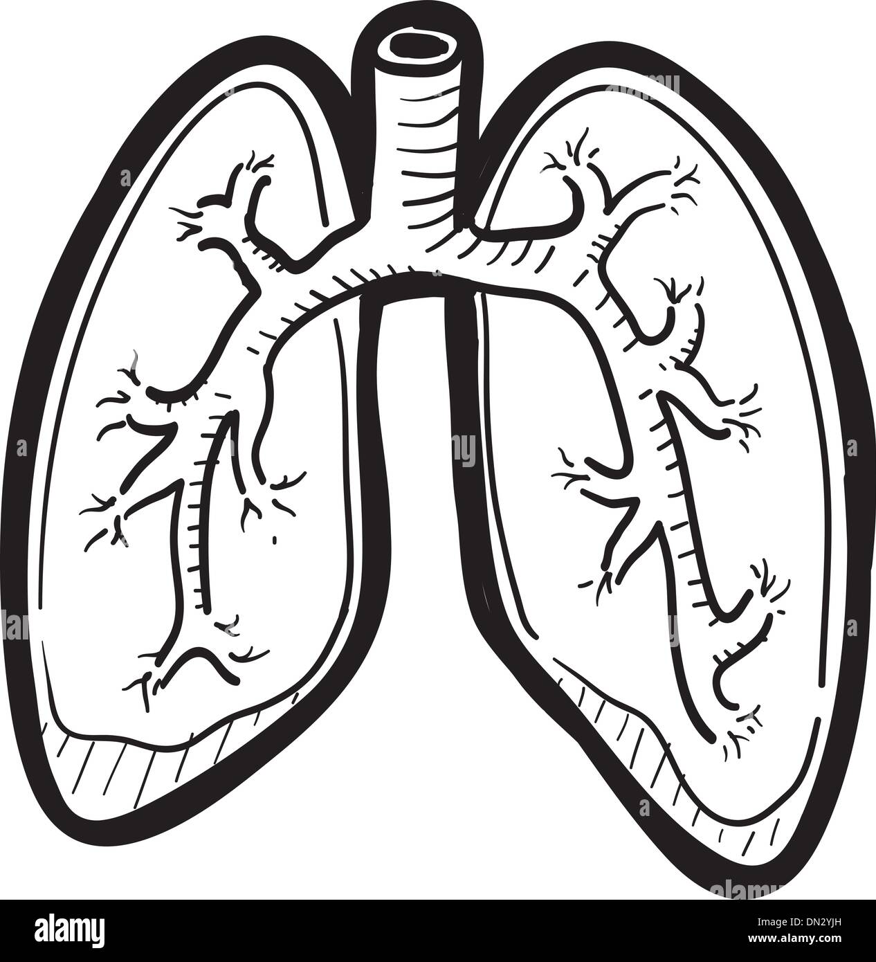 I polmoni umani schizzo Illustrazione Vettoriale