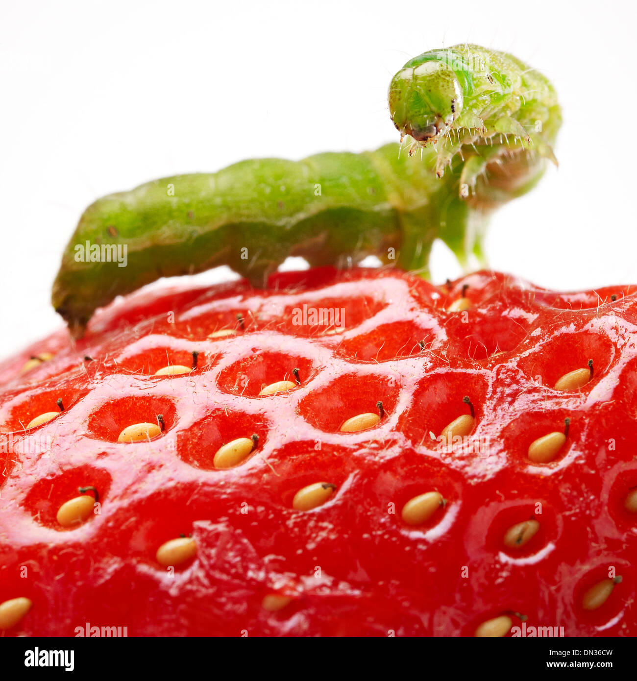 Caterpillar verde su una fragola rossa Foto Stock