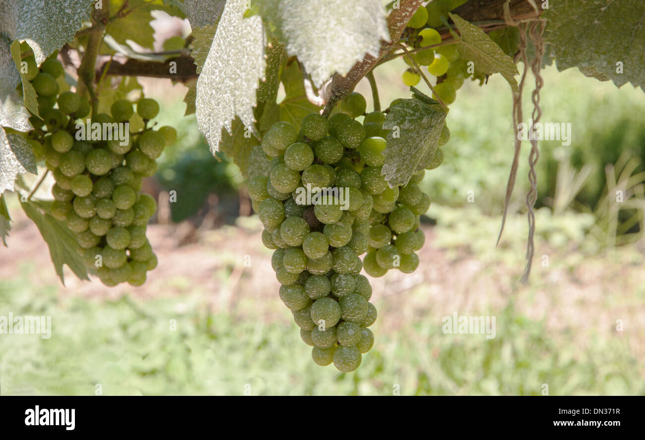 Grappolo di uva bianca la maturazione sulla pianta della Cape Cod Massachusetts. Foto Stock