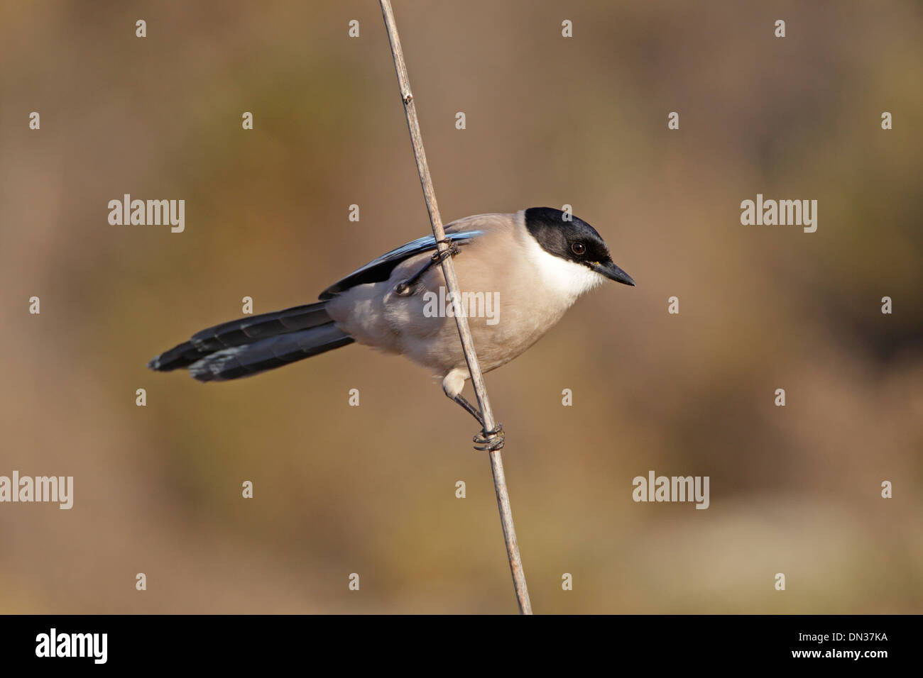 Azzurro-winged magpie appollaiato su uno stelo Foto Stock