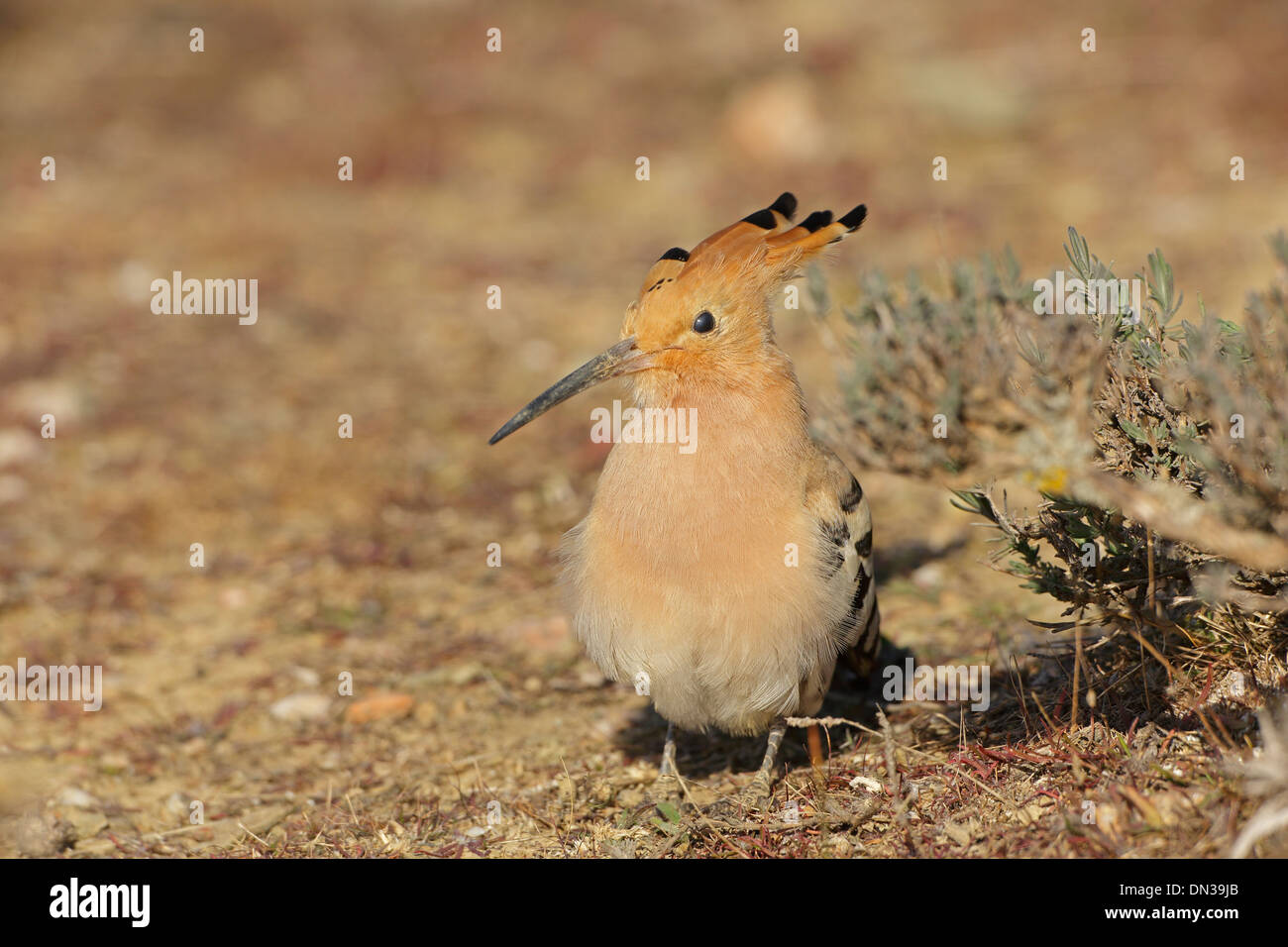 Eurasian Upupa sul terreno Foto Stock