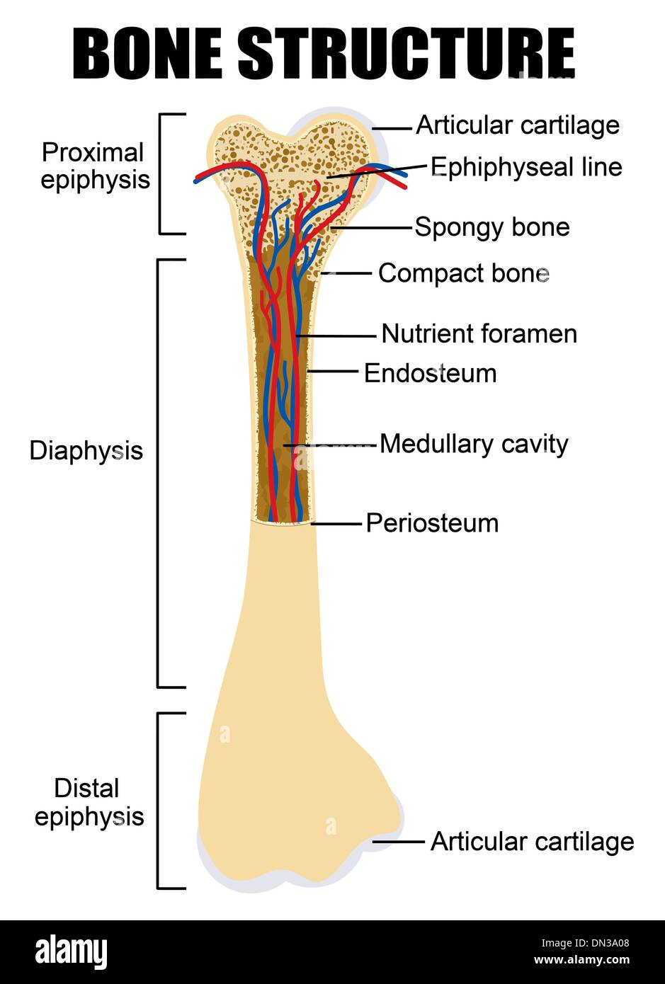 Schema di un osso umano anatomia Illustrazione Vettoriale