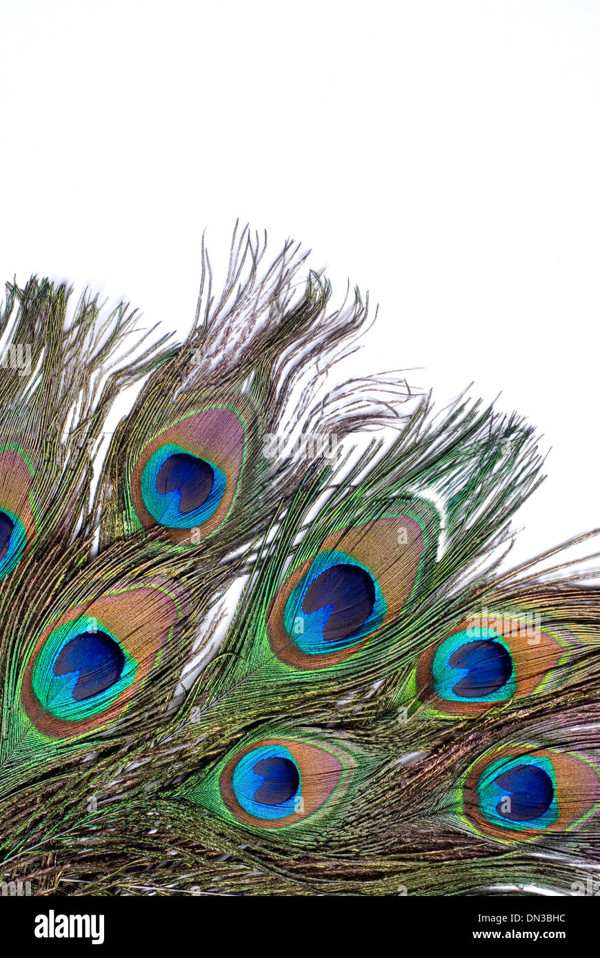 Peacock feather occhio su sfondo bianco Foto Stock