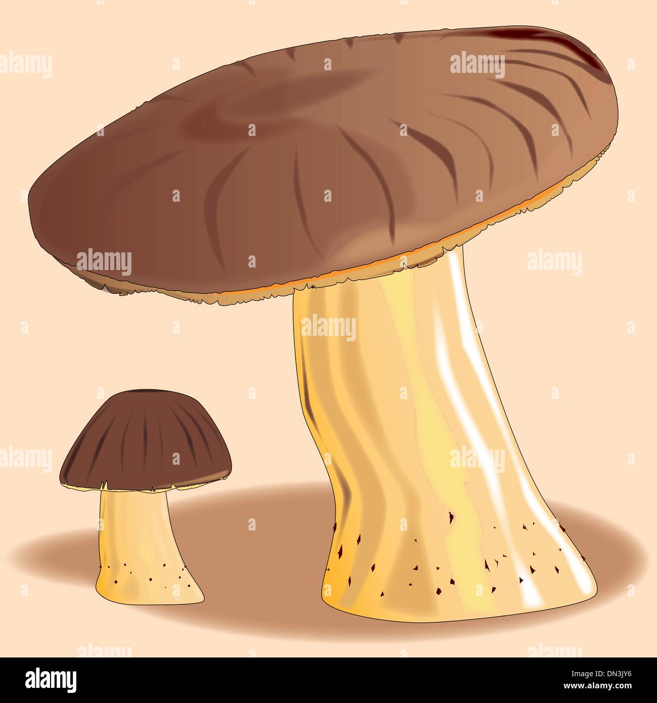 Funghi Illustrazione Vettoriale