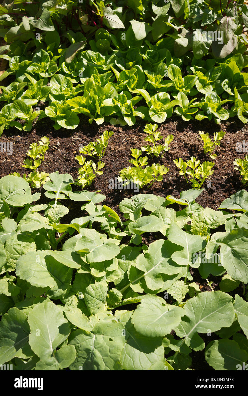 Insalata di giovani piantine di raccolto in un piccolo orto Foto Stock