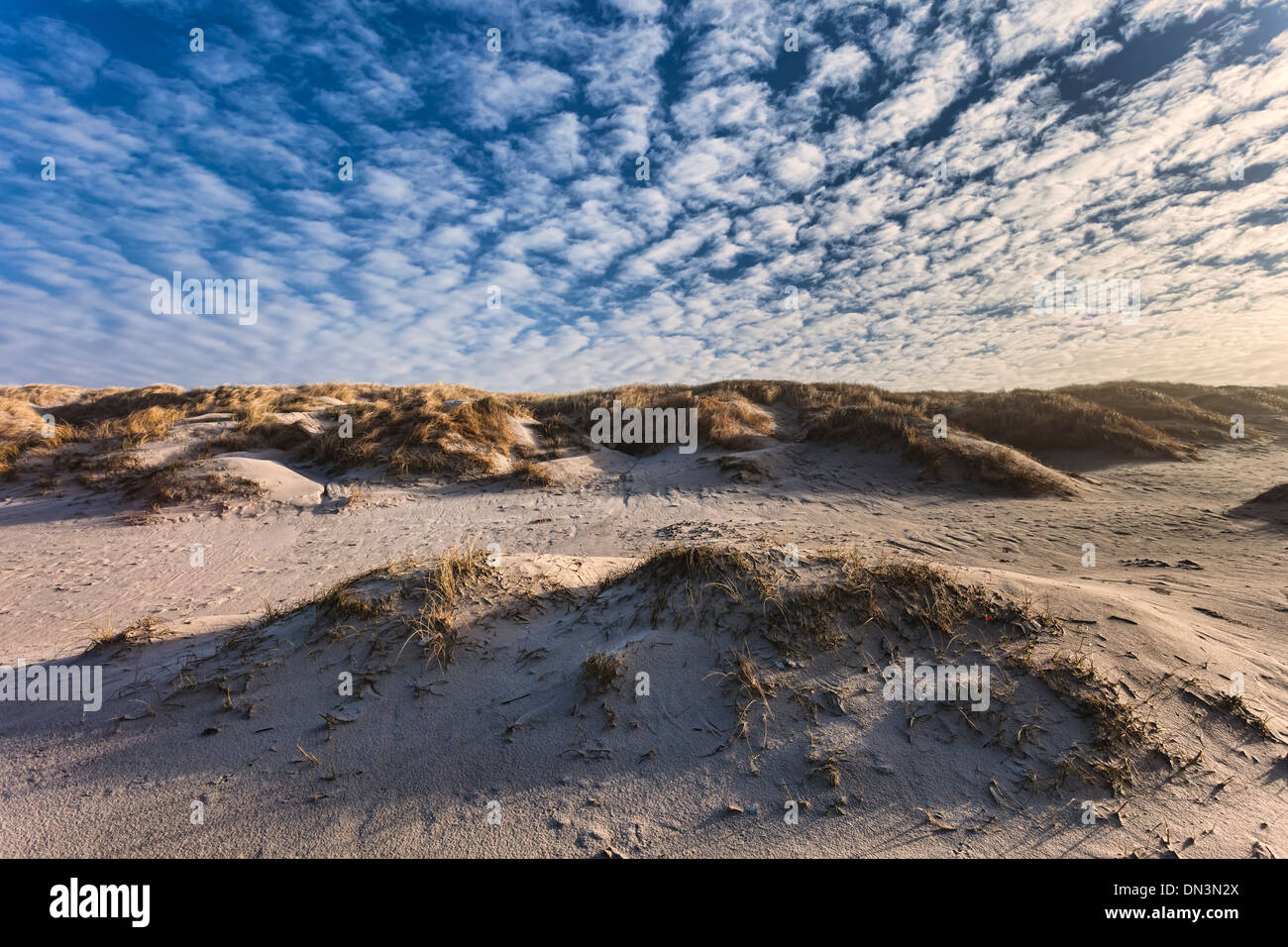 Dune presso il Danish costa del Mare del Nord a Henne beach Foto Stock
