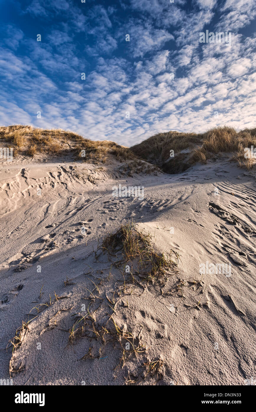 Dune presso il Danish costa del Mare del Nord a Henne beach Foto Stock