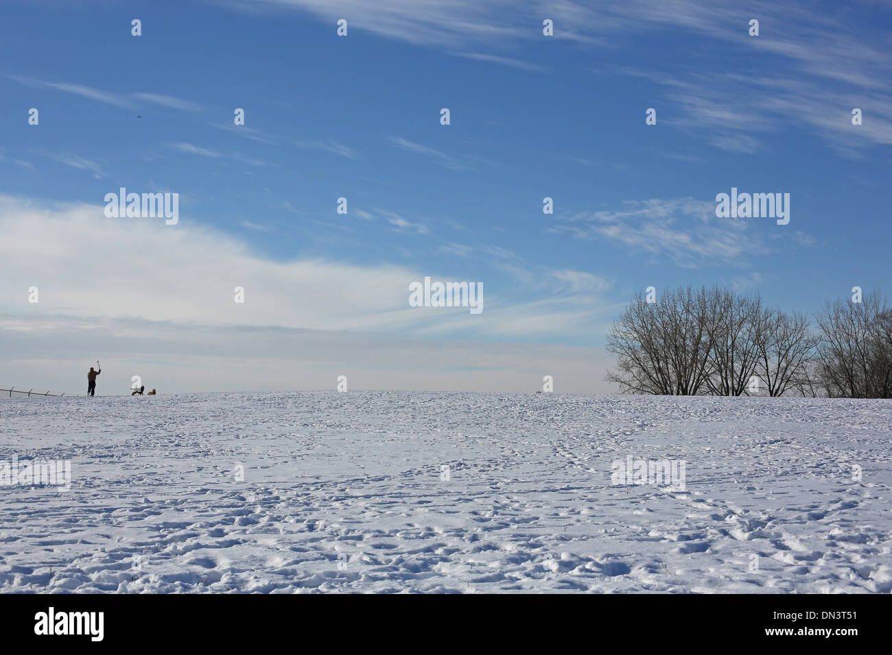 Un uomo di gettare una palla a due cani in un campo nevoso in Minnesota. Foto Stock