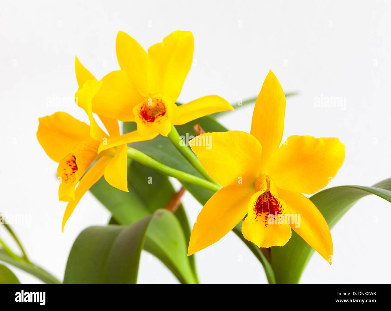 Fiori di orchidea in sfondo bianco Foto Stock