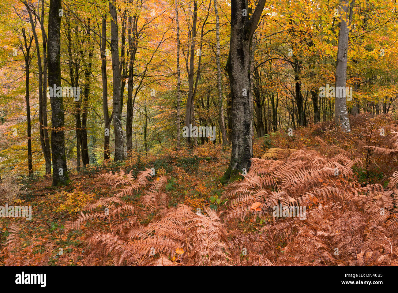 Boschi di latifoglie in autunno, Exmoor, Devon, Inghilterra. Novembre 2013. Foto Stock
