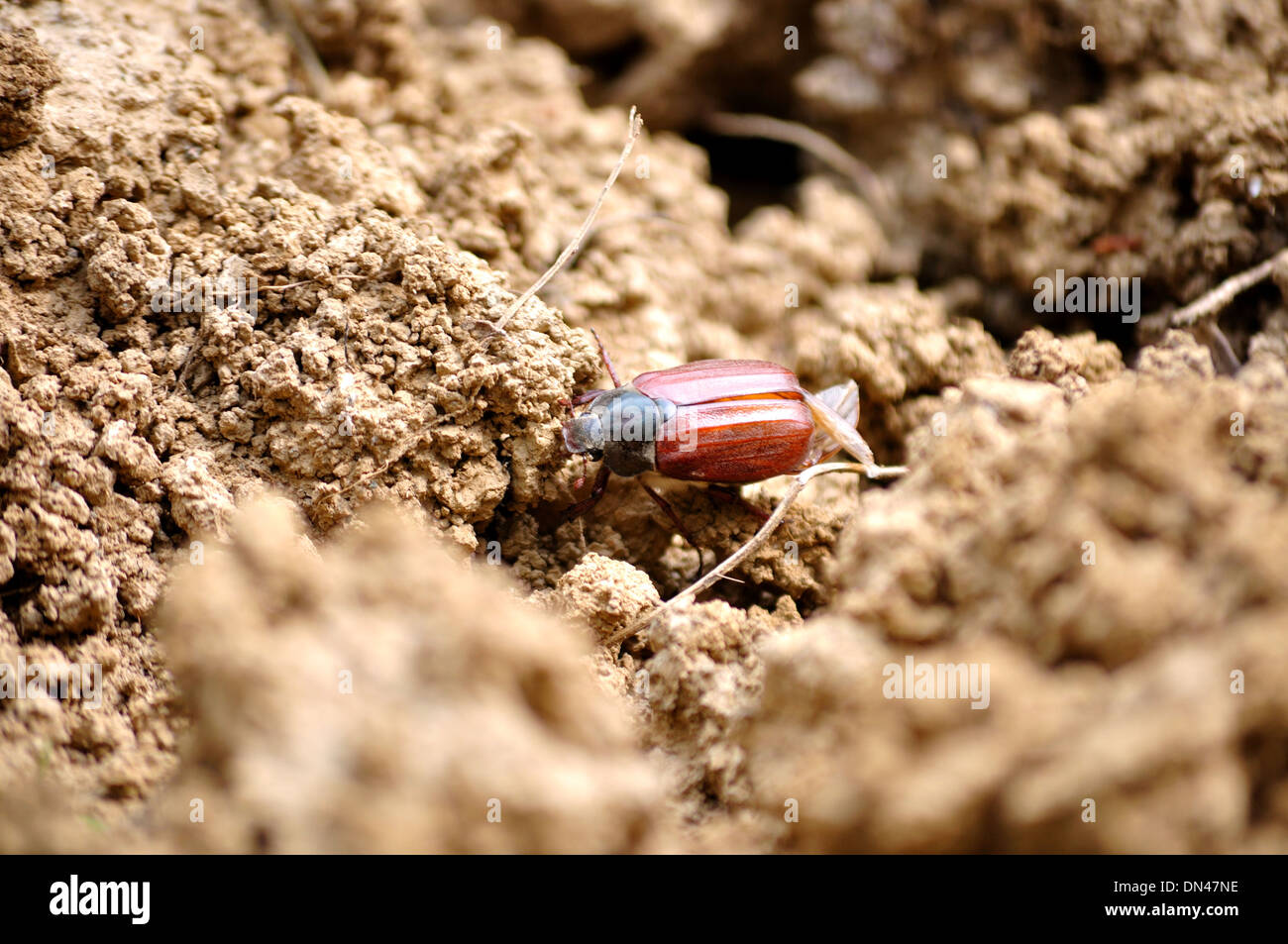 Primo piano immagine di un maggio bug sul terreno Foto Stock