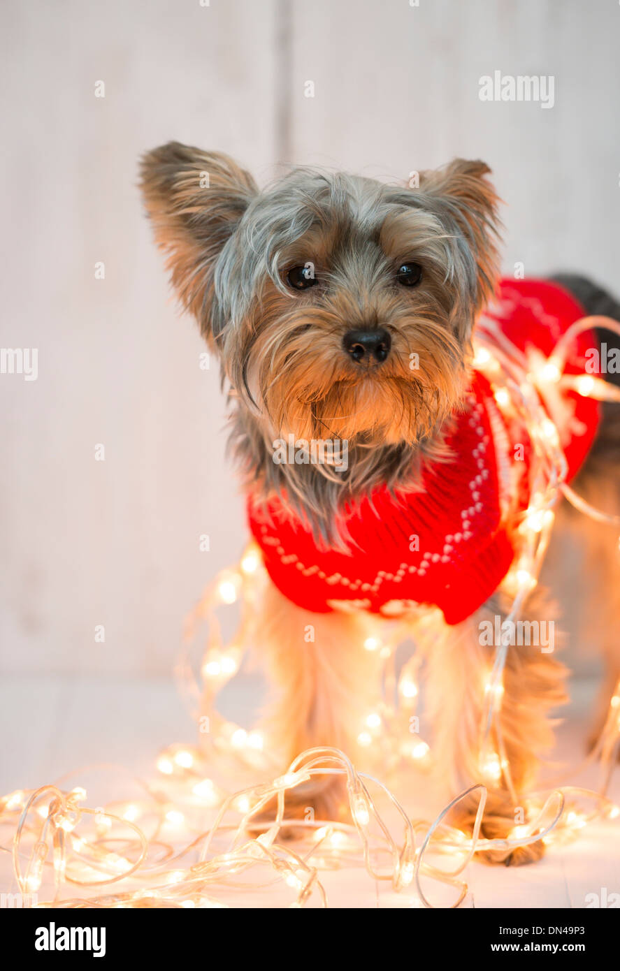 Un cane a giocare con le luci di Natale. Foto Stock