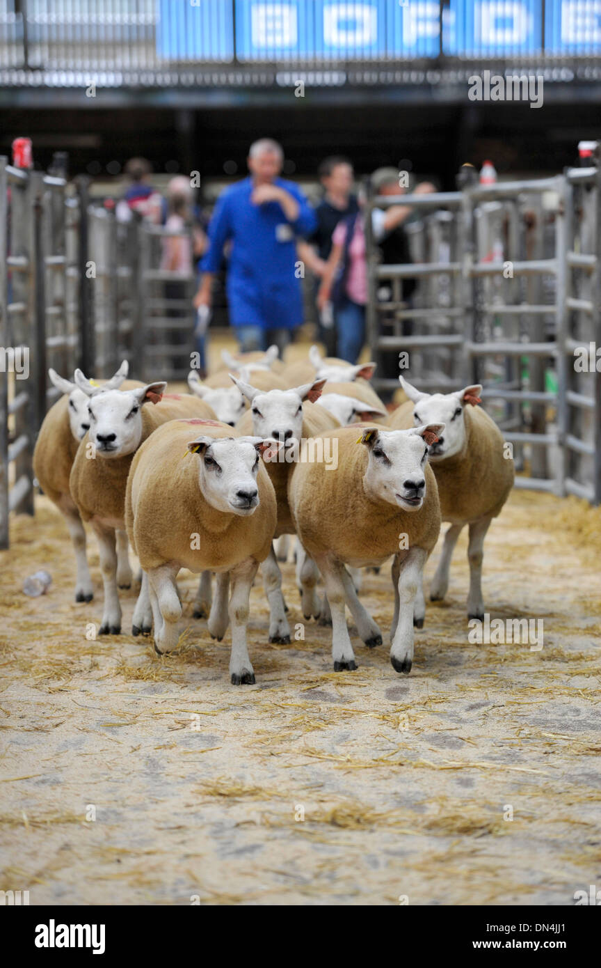 Bestiame drover all asta mart spostando le pecore. Cumbria, Regno Unito Foto Stock