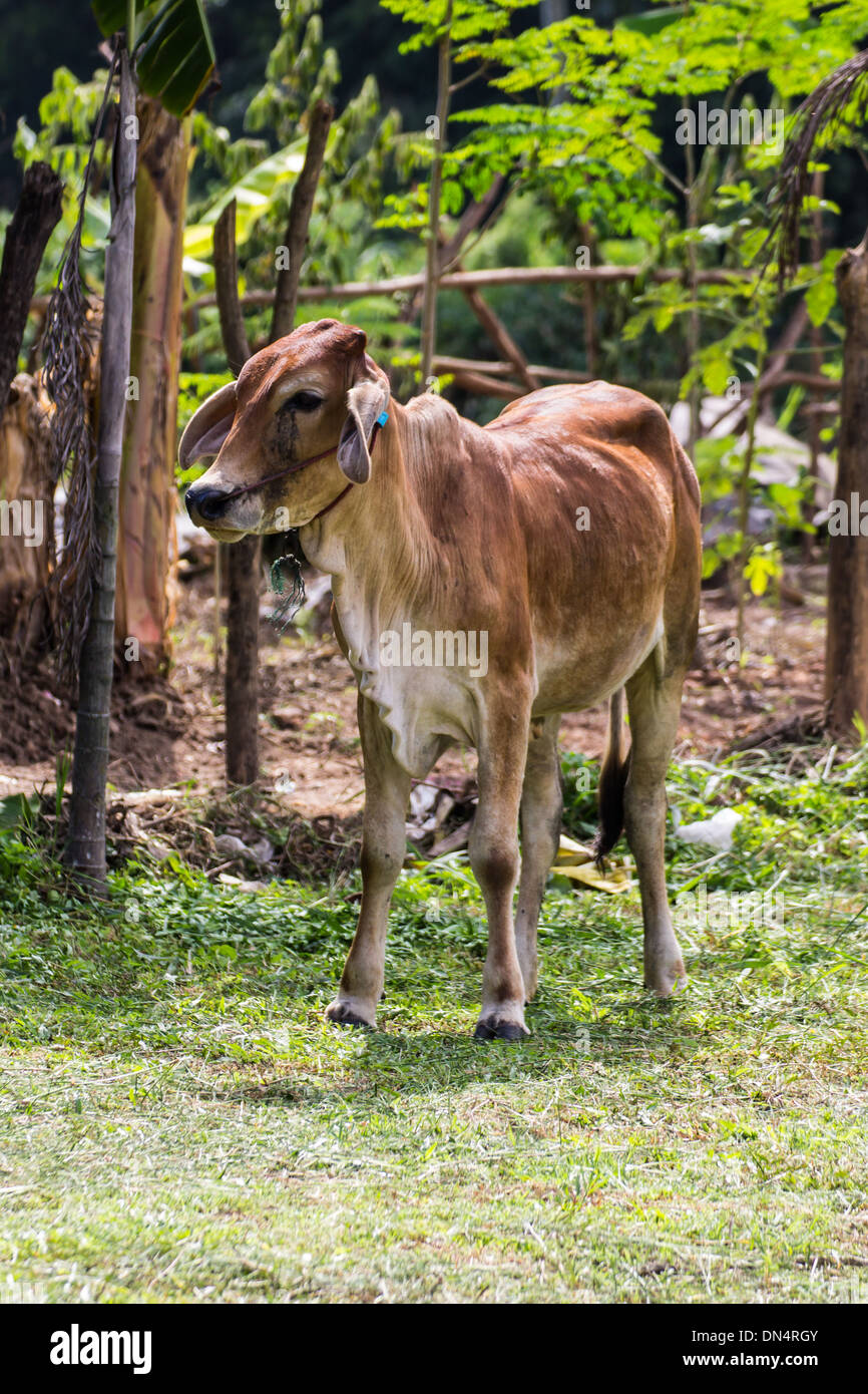 Mucca sul prato Foto Stock