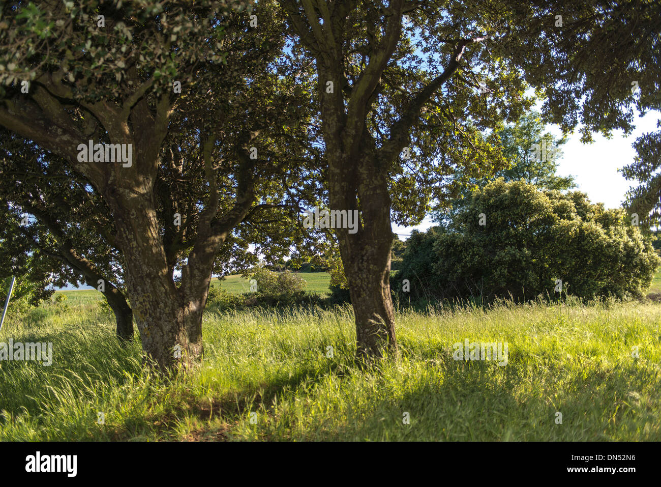 Laguardia area preistorica chiamato 'El Sotillo' con resti del neolitico, Rioja Alavesa, Alava, Paesi Baschi Foto Stock