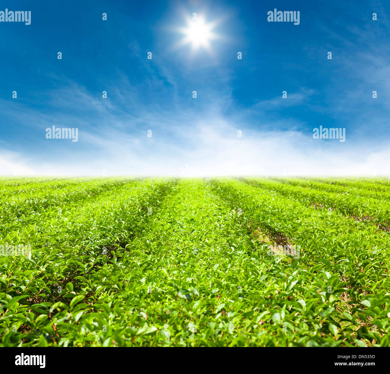 Il tè verde giardino con la luce del sole sullo sfondo Foto Stock