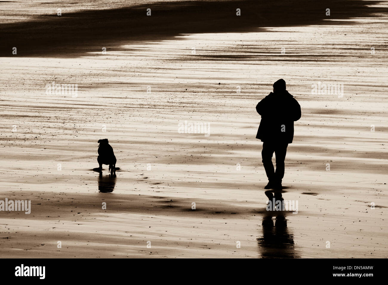 Cane incrostazioni sulla spiaggia. Regno Unito Foto Stock