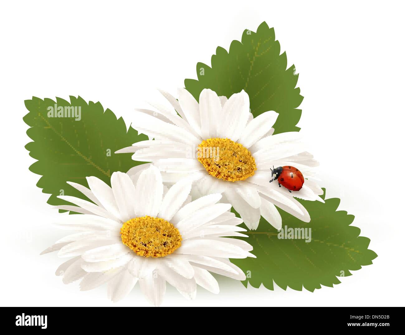 Natura estate fiore a margherita con coccinella. Illustrazione Vettoriale. Illustrazione Vettoriale