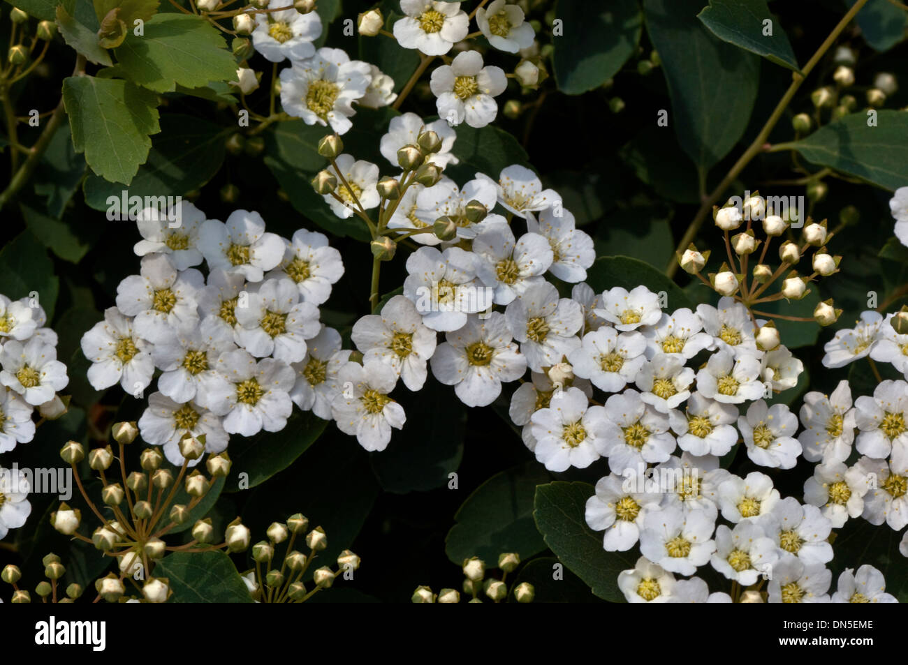 Tiny white bridals ghirlanda di fiori, Spiraea, fioritura sull'arbusto in primavera. Foto Stock