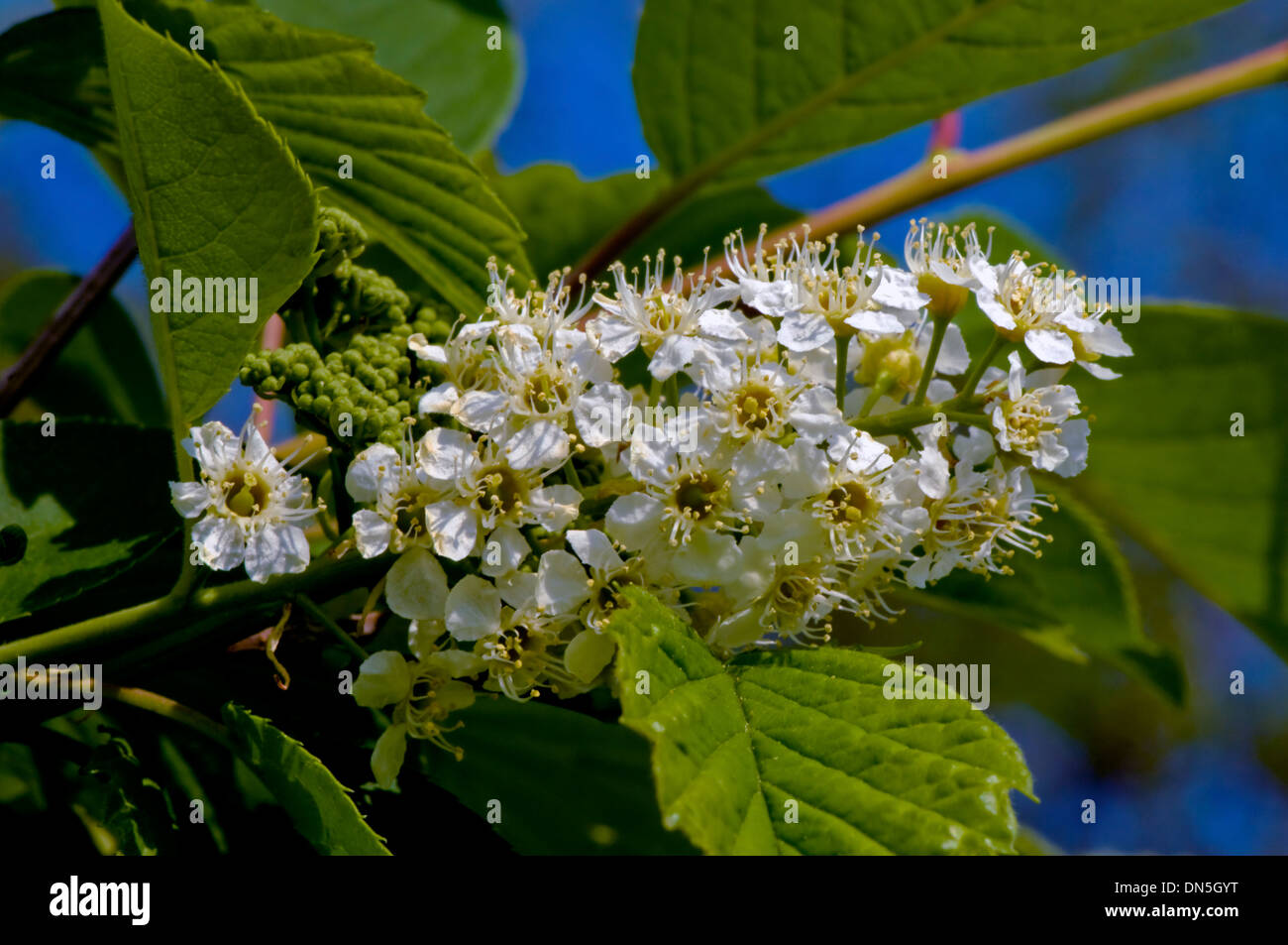 Arbusto Spirea fiori, o corona nuziale bianco fiori fioriscono in primavera. Foto Stock