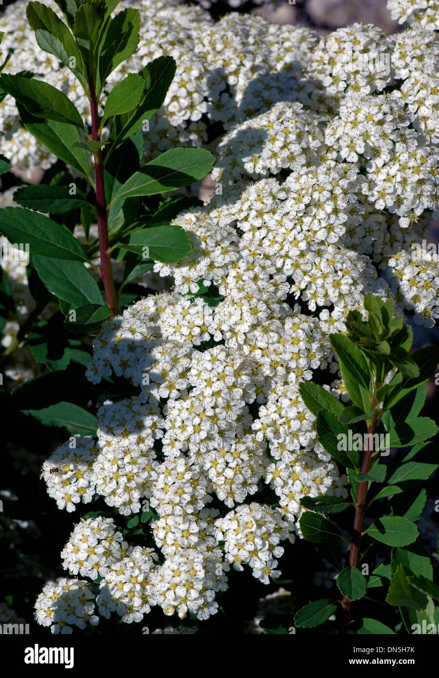 Tiny white bridals ghirlanda di fiori, Spiraea, fioritura sull'arbusto in primavera. Foto Stock