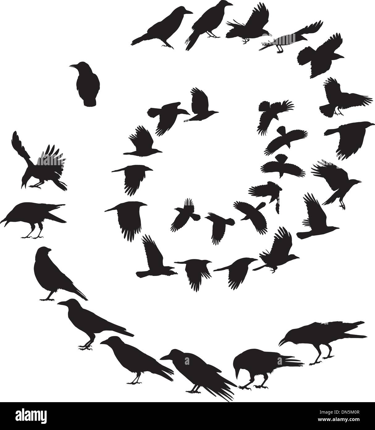 Carrion Crow in una spirale Illustrazione Vettoriale