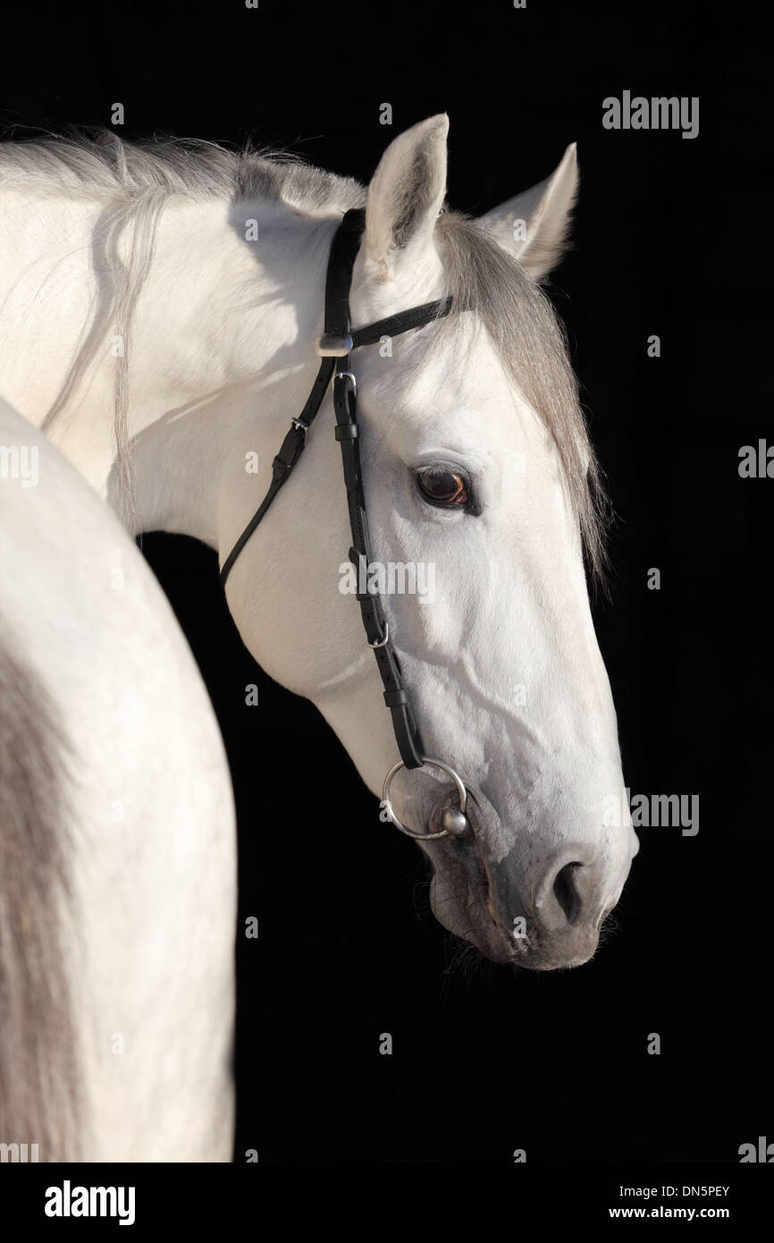 Pura spagnola cavalli andalusi , PRE Foto Stock