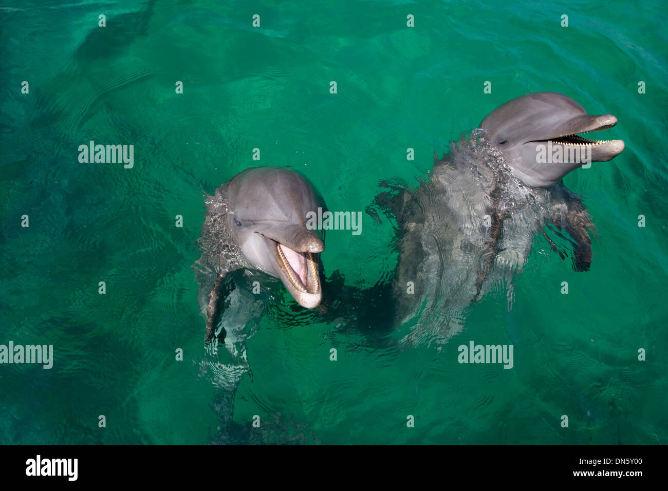 Tursiops Tursiops Tursiope Truncatus Bay Islands Honduras nei Caraibi Foto Stock