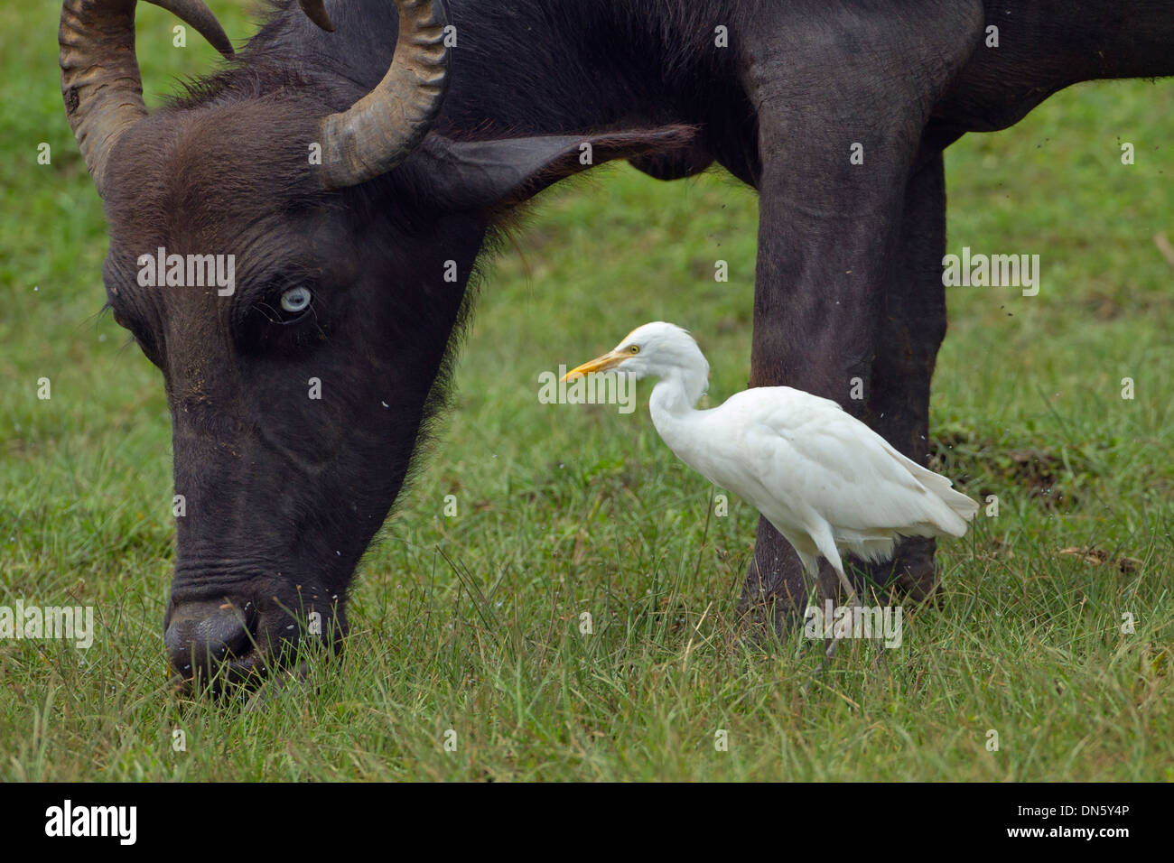 Airone guardabuoi Bubulcus ibis e Buffalo Foto Stock