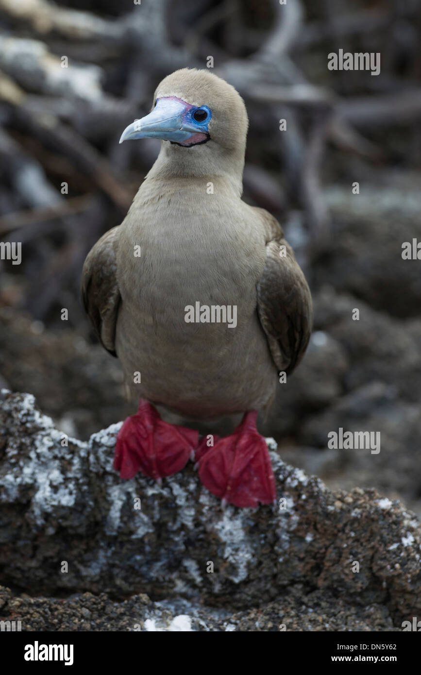 Rosso-footed Booby (Sula sula), Isla Genovesa, Isole Galapagos Foto Stock