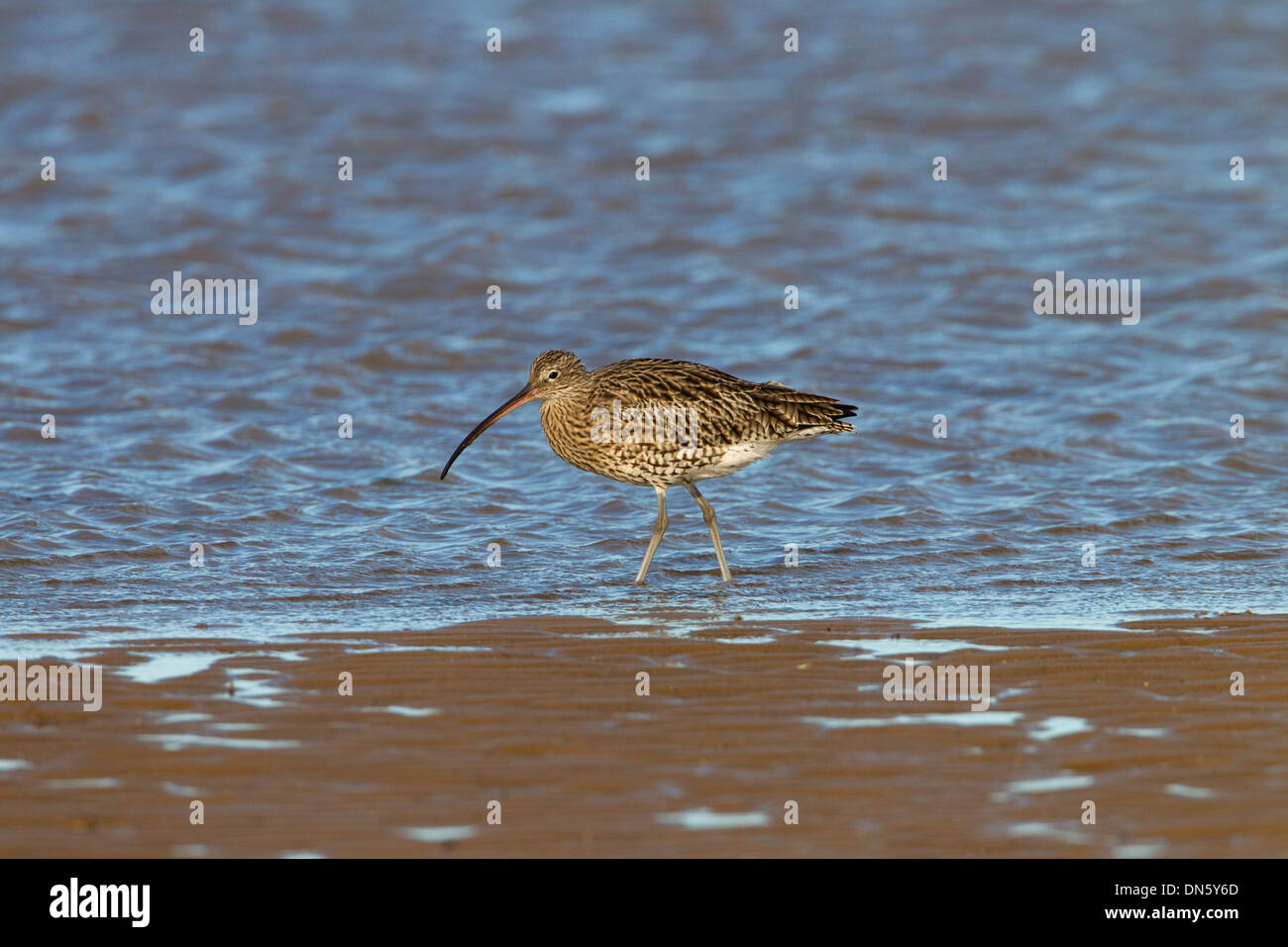 Curlew Numenius arquata alimentare sulla marea sfuggente Foto Stock