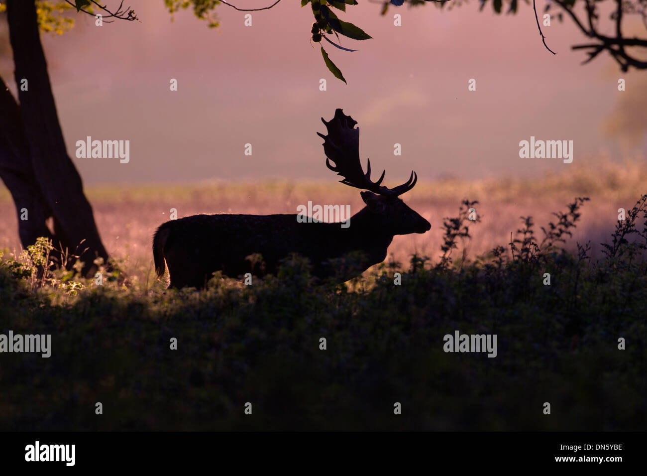 Daini Cervus dama buck in piedi sotto gli alberi in silhouette Foto Stock