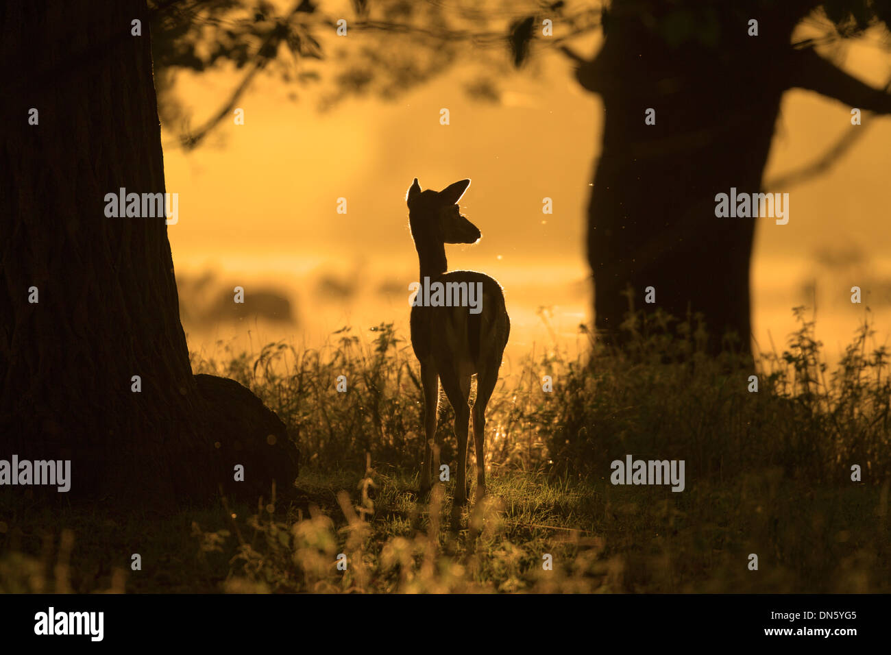 Daini Cervus dama Doe a sunrise durante in autunno rut Foto Stock
