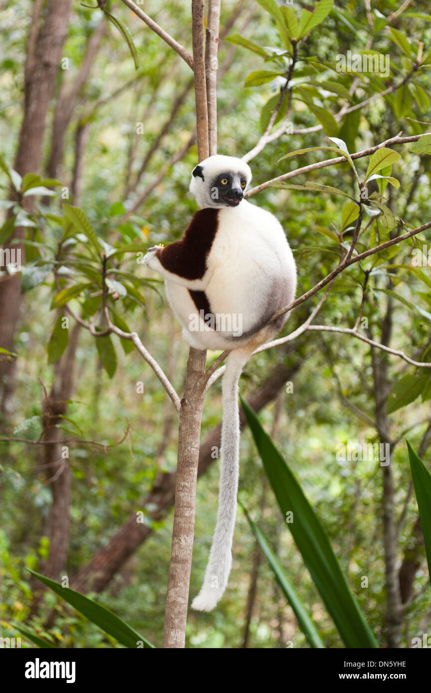 Coquerel il sifaka o coronato Sifaka (Propithecus coquereli), maschio, seduto su un ramo in una foresta, parco esotico, Peyriar Foto Stock