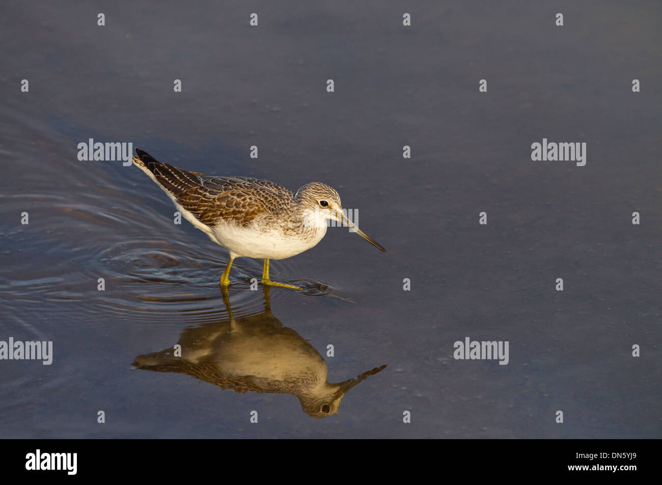 Greenshank Tringa nebularia in autunno riserva Titchwell Norfolk Foto Stock